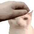 angrycat