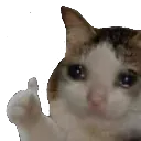 Thumbs Up Catto Discord Emoji