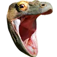 KomodoHype
