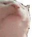 catvibe