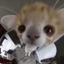 t_catsmell Discord Emoji