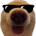 dog_swag dog_swag