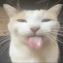 bleeh