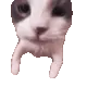 catKiss