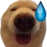 doggosweat