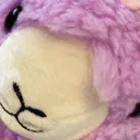 distorpaca