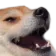 luldog
