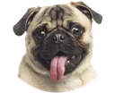 pugblep