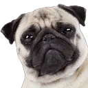 pugstare