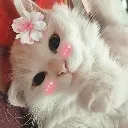 EuCute_Kitty2