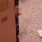 wh_cutiee