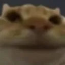 cat_smile