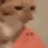 Melon Melon