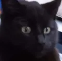 buscat
