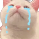 kittycry kittycry