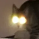 flashEyeCat flashEyeCat