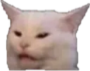 wtfcat