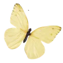 cButterfly1
