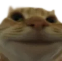CatFrenOwO Discord Emoji