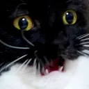 tigdisastrous