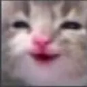 mutlu_kedi