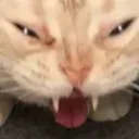 cattoh8