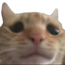 Cat Sad catsad Discord Emoji