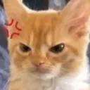 angrycatto