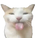 c_bleh_cat