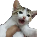 screaming_kitten Discord Emoji