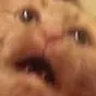 catscream