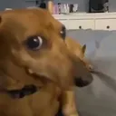 Qno