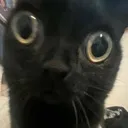 cat_stare