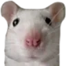 ratstare