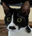 grt_catlinawat Discord emoji