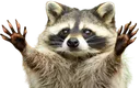 RaccoonNamesSNlongremovebgprevie Discord Emoji