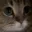miao