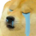 dogeCrying