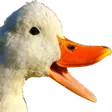 d1sbirQuackChamp