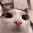 WHAT