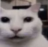Catte