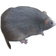 LC_RAT