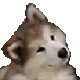huhdog Discord emoji