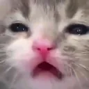 catdude