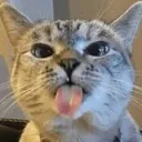 CatofTeasing Discord Emoji