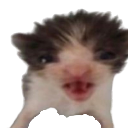 :catscrembling: