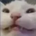 cat_fang