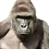 Monke