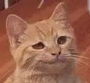 meow