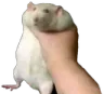 ratgrab